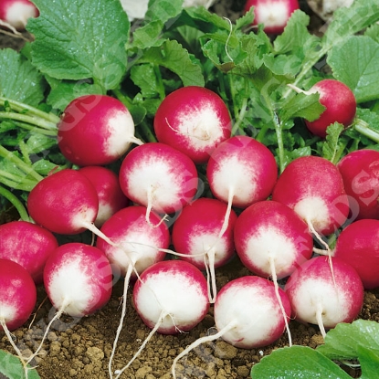 Picture of Radish Sparkler